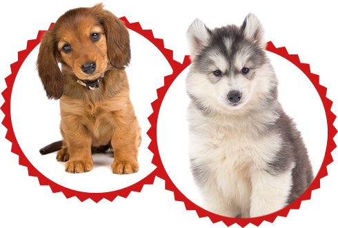 Puppies